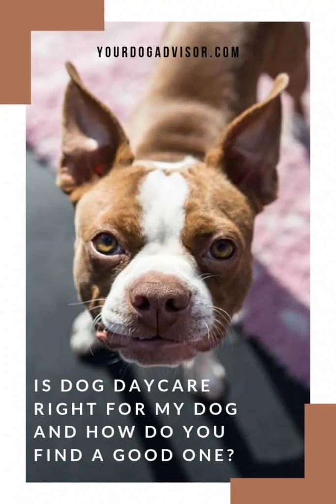 Is Dog Daycare Right for My Dog and How Do You Find a Good One? 8