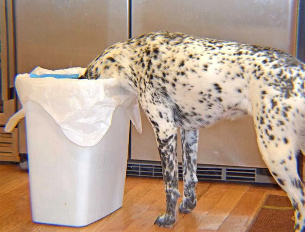 9 Common Causes of Dog Diarrhea and When You Should be Worried 5