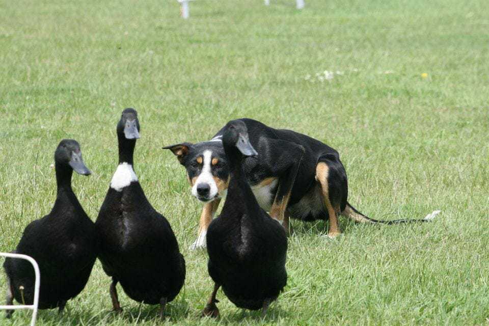 A High Energy Dog Owner's Survival Guide 1 A High Energy Dog Owner's Survival Guide 1