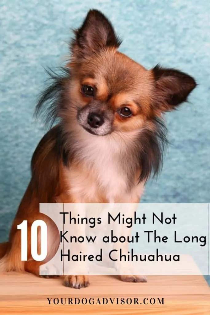 The Long Haired Chihuahua: 10 Things You Might Not Know 6