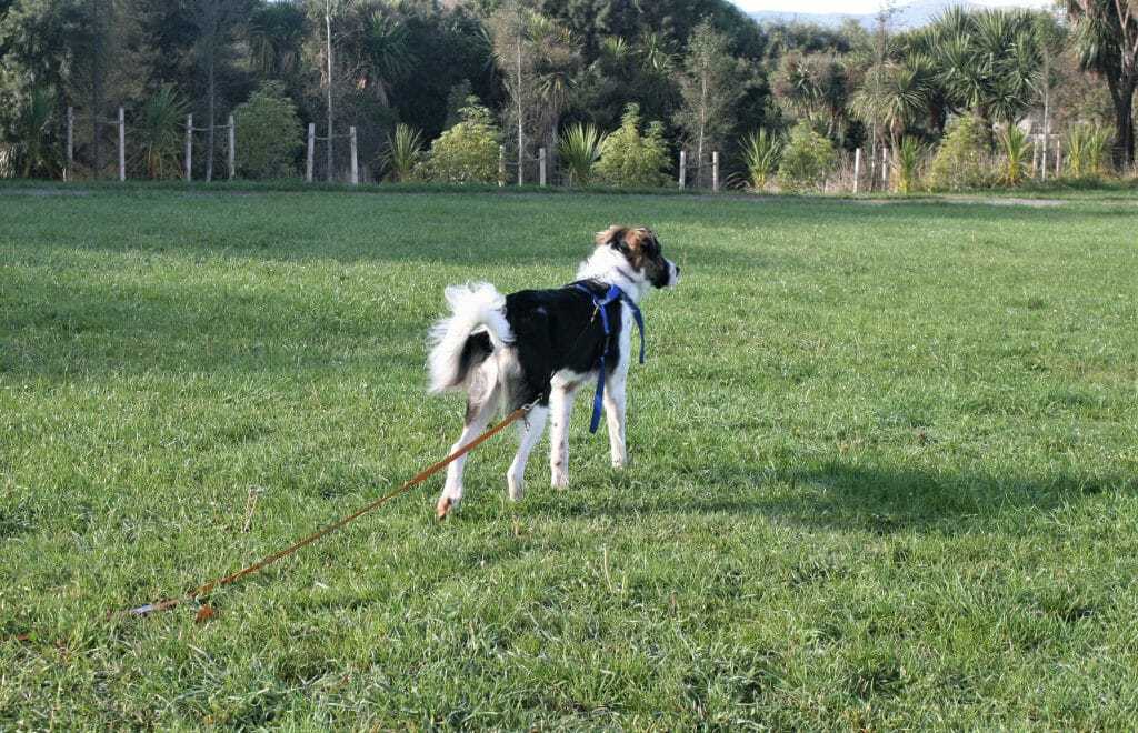 A High Energy Dog Owner's Survival Guide 9 A High Energy Dog Owner's Survival Guide 9