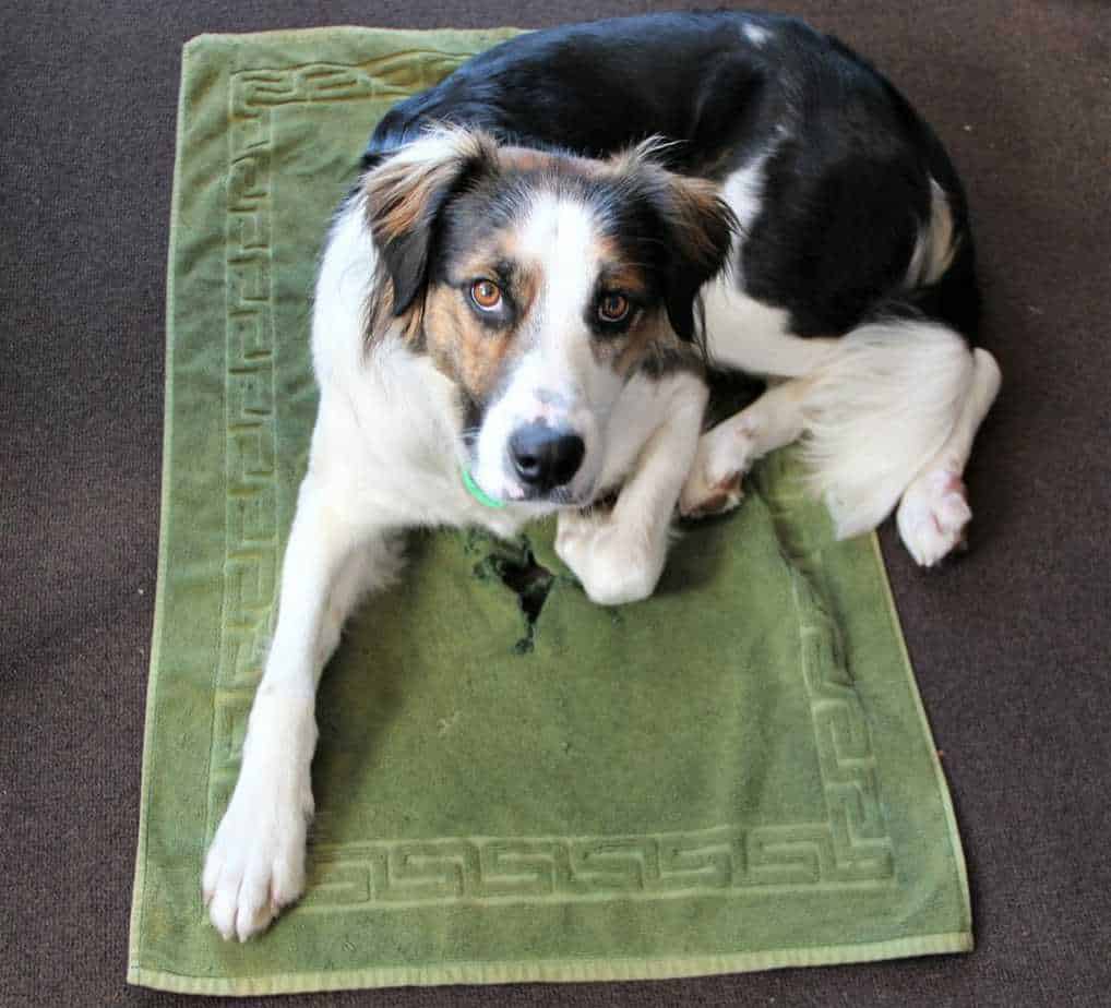 A High Energy Dog Owner's Survival Guide 6 A High Energy Dog Owner's Survival Guide 6