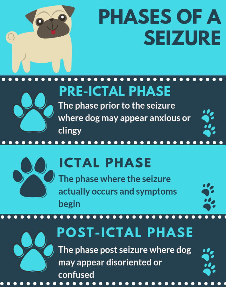 Why is My Dog Having Seizures and Should I Worry? Your Dog Advisor