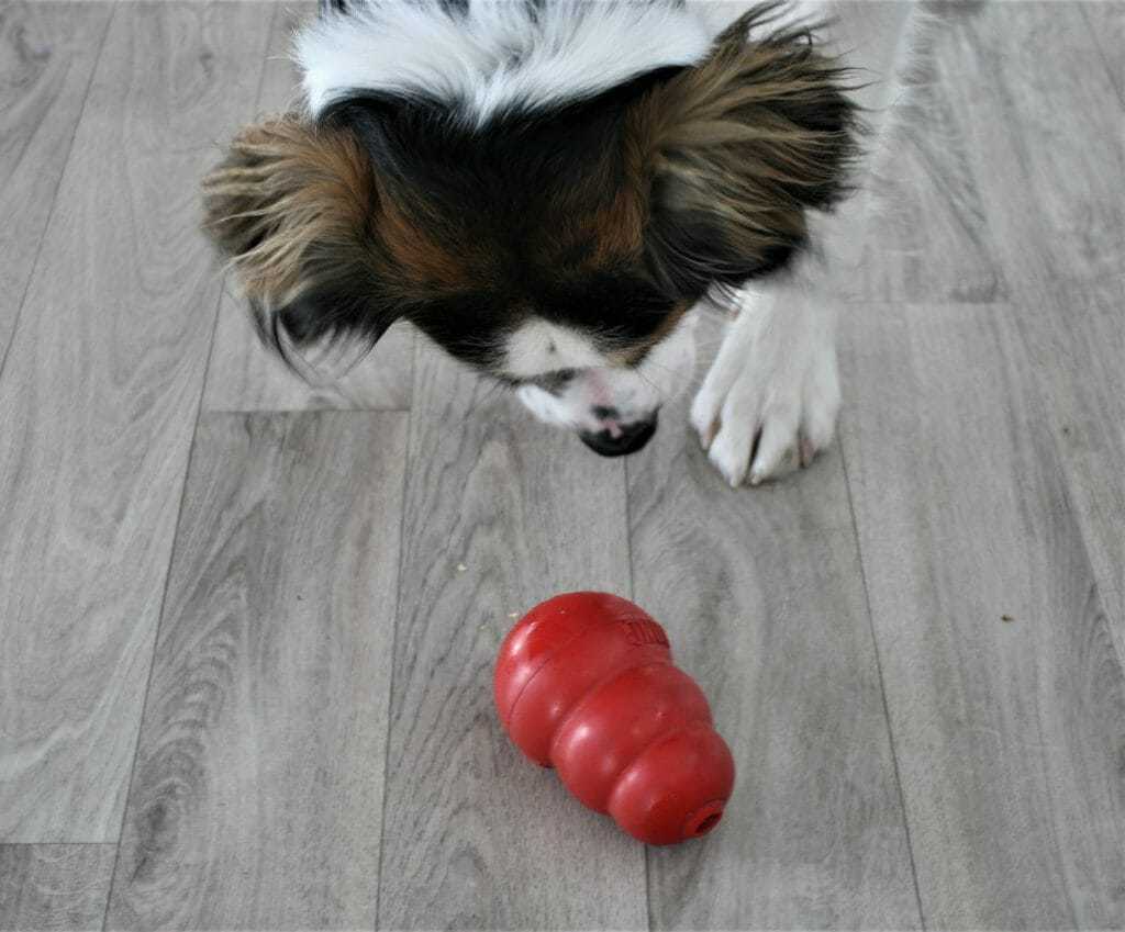 A High Energy Dog Owner's Survival Guide 8 A High Energy Dog Owner's Survival Guide 8