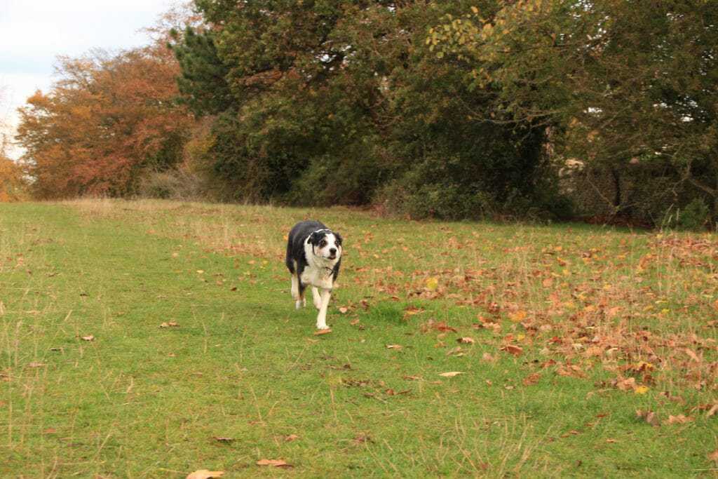 A High Energy Dog Owner's Survival Guide 4 A High Energy Dog Owner's Survival Guide 4