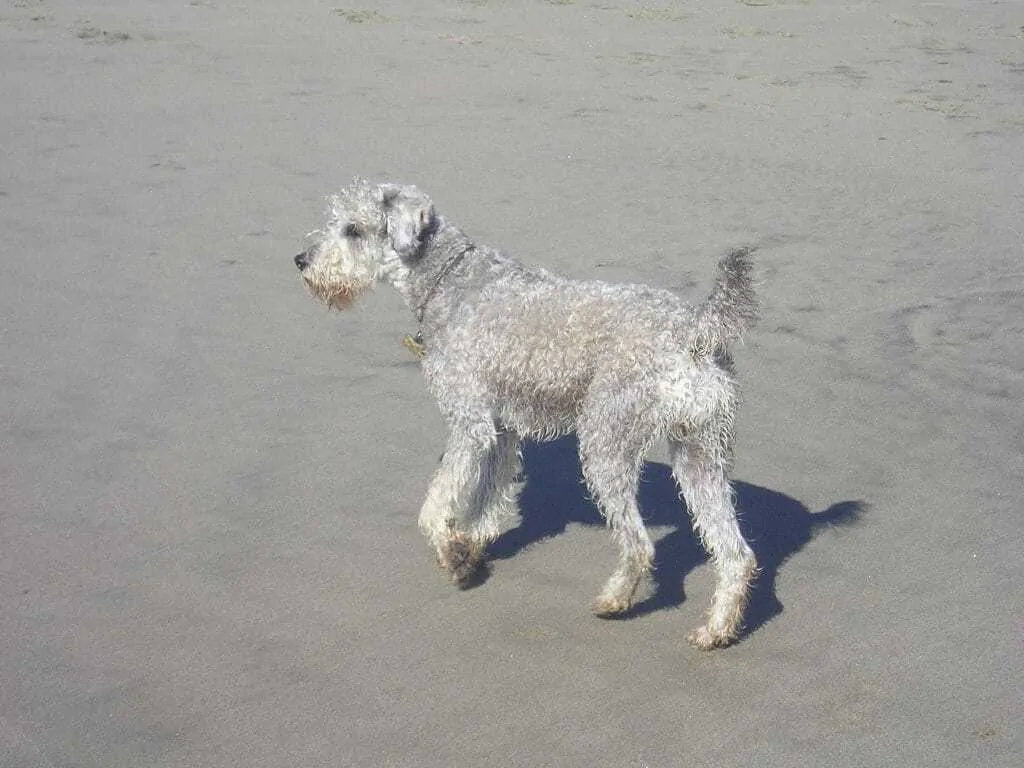 11 Things You Should Know About the Schnoodle 5