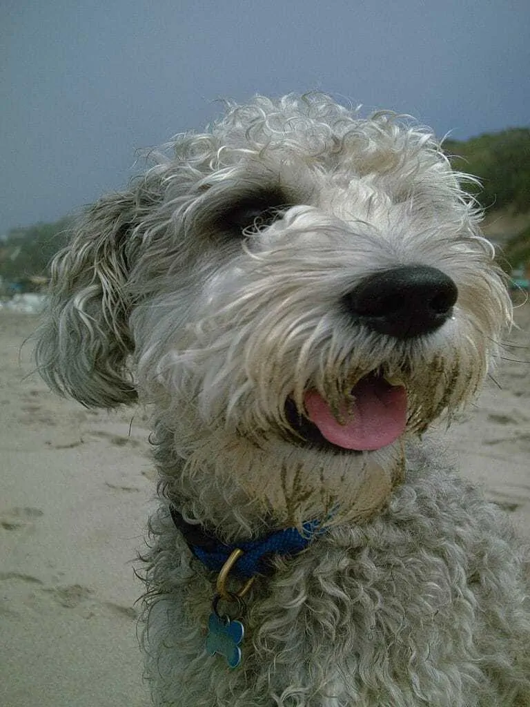 11 Things You Should Know About the Schnoodle 1