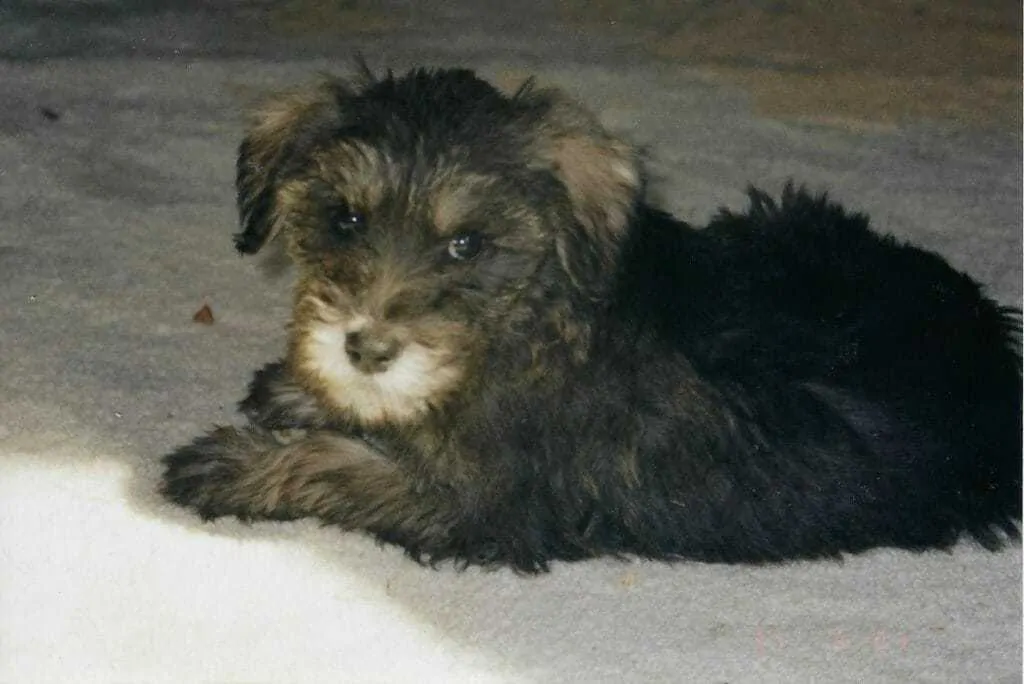 11 Things You Should Know About the Schnoodle 2