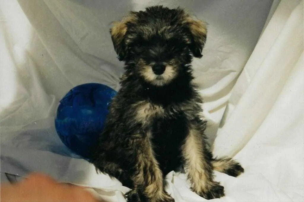 11 Things You Should Know About the Schnoodle 7