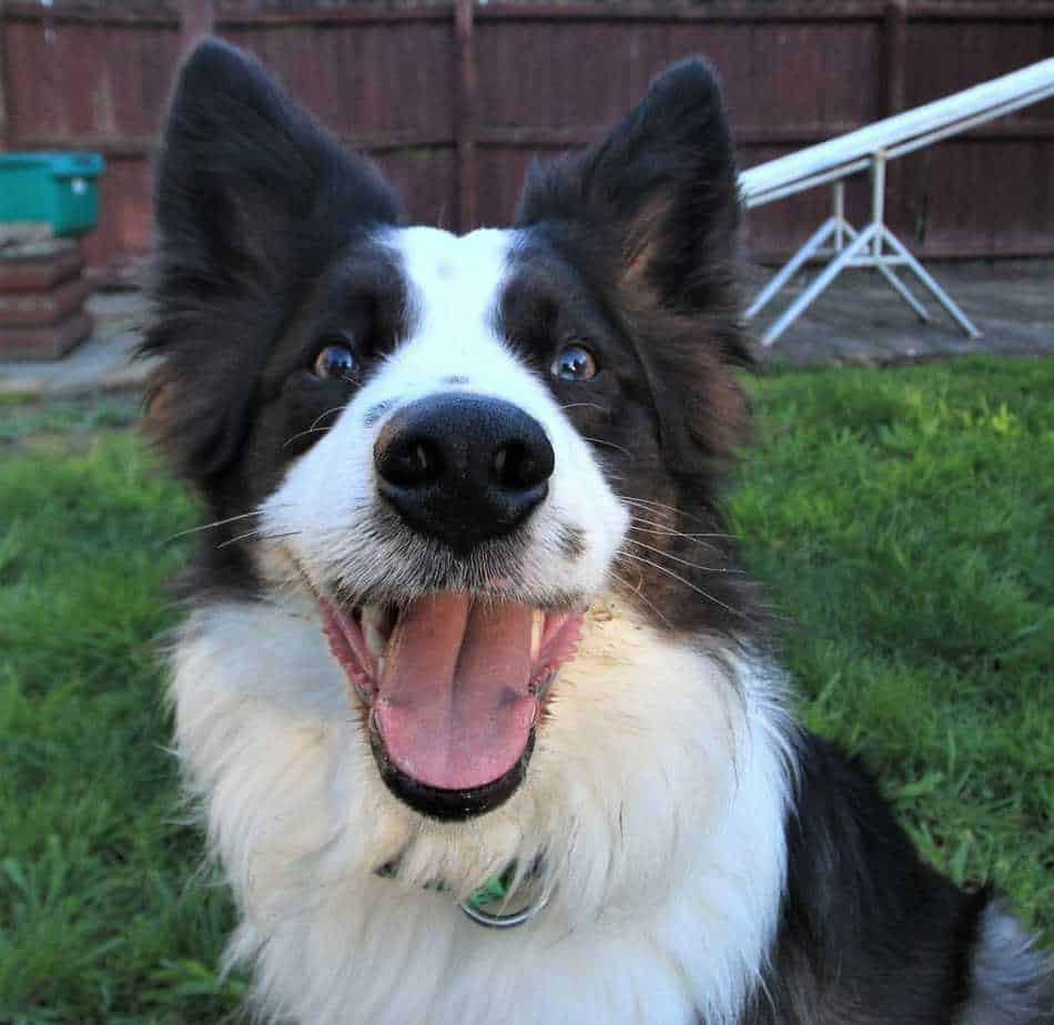 A High Energy Dog Owner's Survival Guide 11 A High Energy Dog Owner's Survival Guide 11