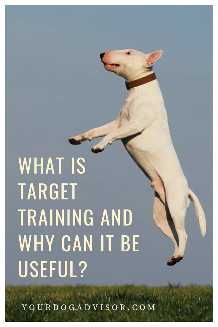 What is Target Training and Why Can It Be Useful? Your Dog Advisor