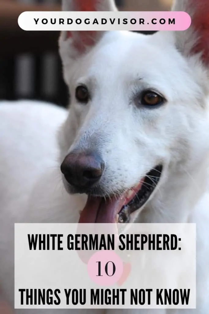 White German Shepherd: 10 Things You Might Not Know 6