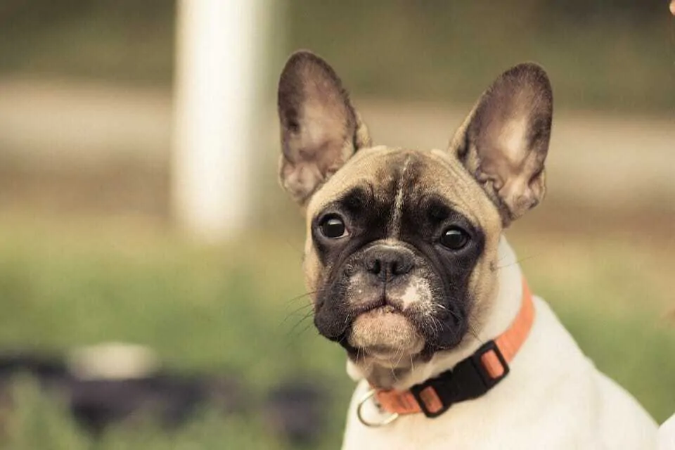 Ultimate Guide to the Best Dog Collar: 11 Great Options for Your Pooch 1