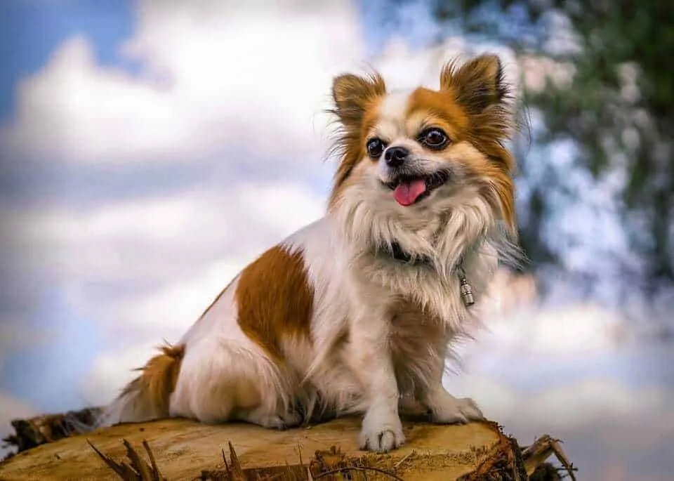 Show me a 2025 long haired chihuahua