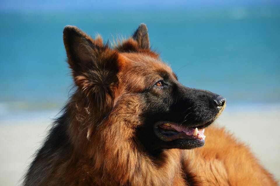 which food is best for german shepherd