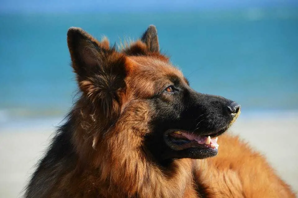 Best Dog Food For German Shepherds Your Dog Advisor