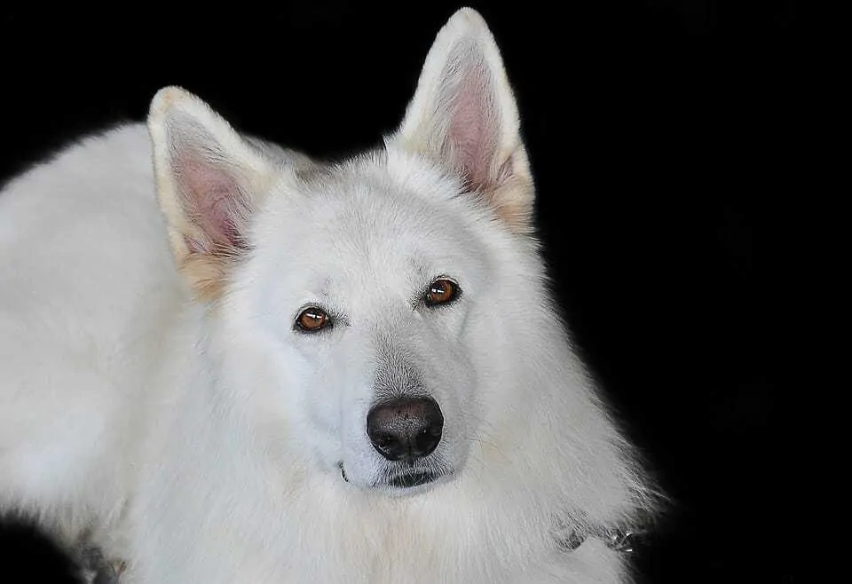 Long haired white store shepherd