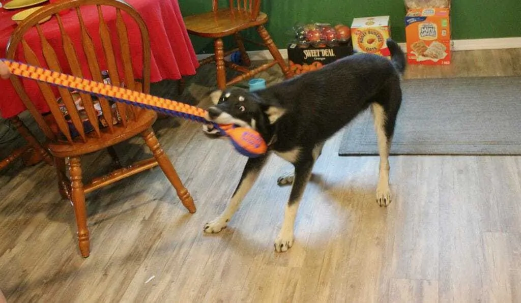 Kids Love Nerf Toys - But Will Your Dog Love Them, Too? 2