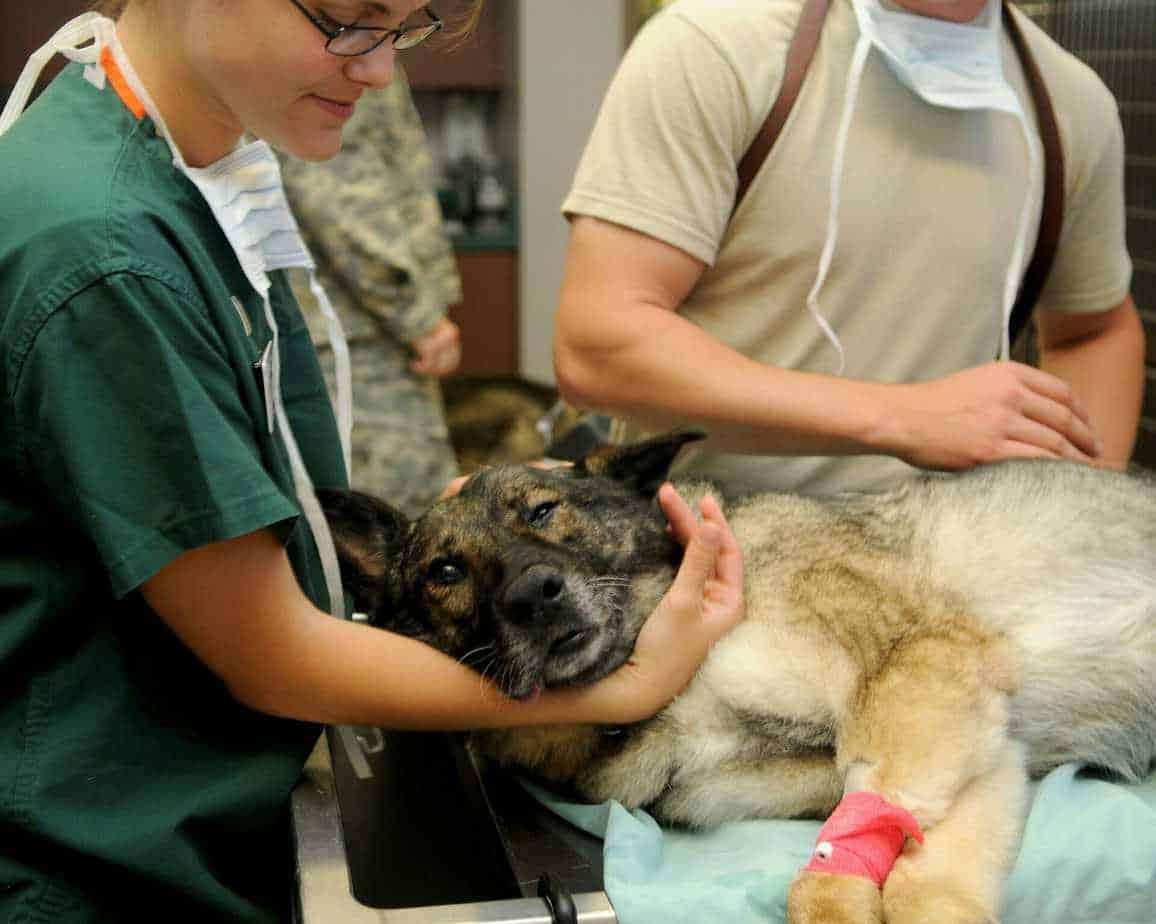 How to Take Care of a Pregnant Dog Your Dog Advisor