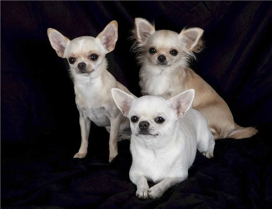 Long hair short hot sale hair chihuahua mix