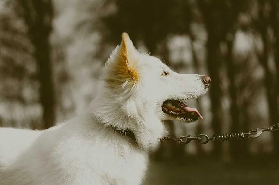 White German Shepherd: 10 Things You Might Not Know 2