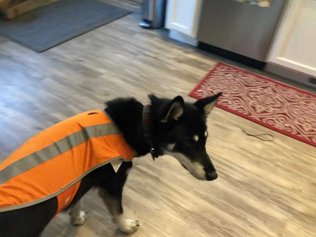 Why Your Dog Needs a Reflective Vest, and How to Find the Perfect One 3