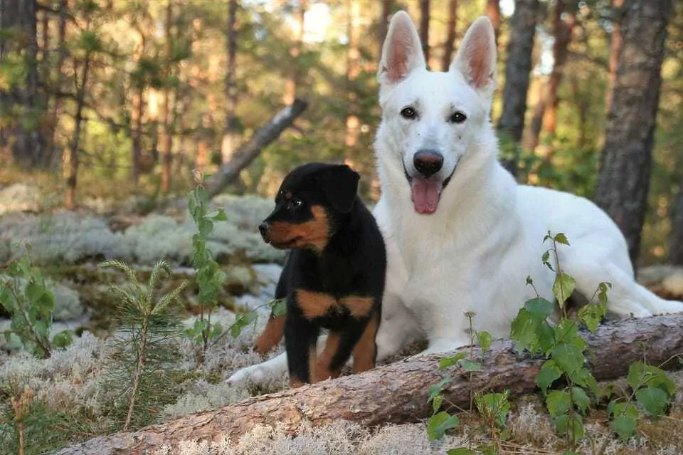 German shepherd white clearance coat