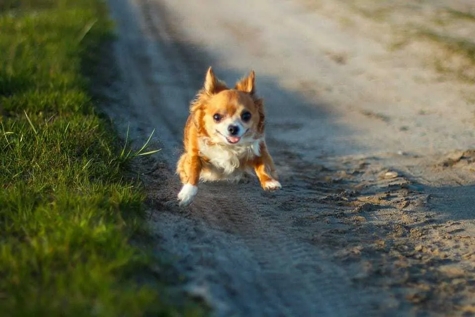 The Long Haired Chihuahua: 10 Things You Might Not Know 4