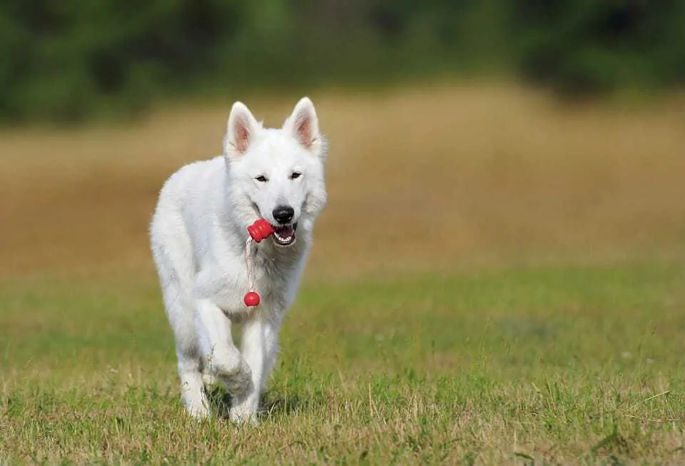 White German Shepherd: 10 Things You Might Not Know 4