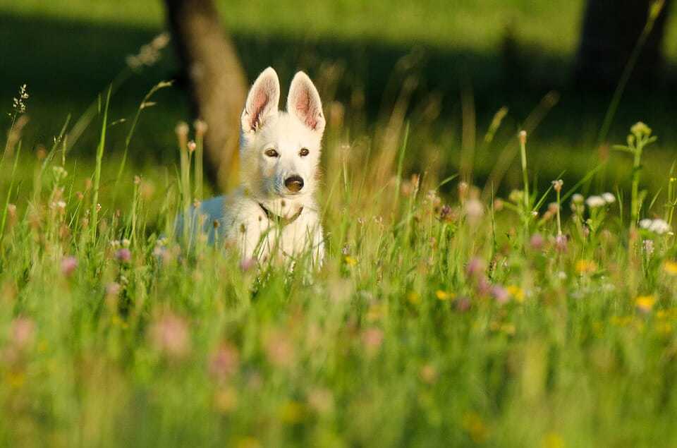 are white german shepherds deaf