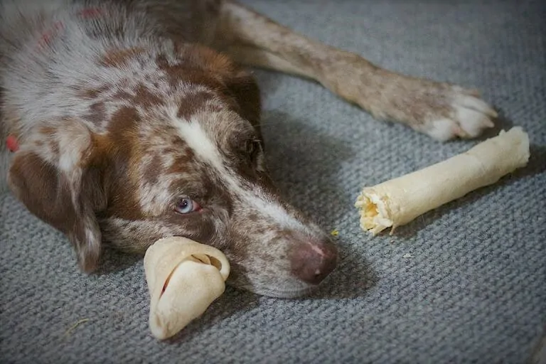 What Kind of Bones are Safe for Dogs 6