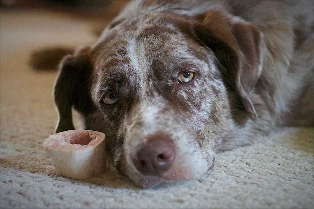 Is a lamb outlet bone safe for dogs