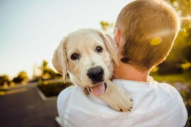 12 Signs Your Dog is Happy (and Why) 6