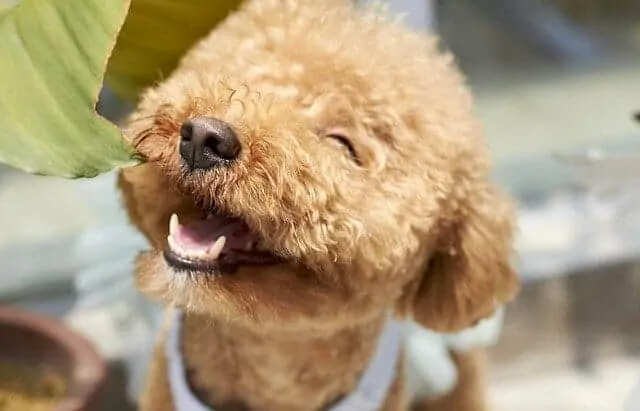 12 Signs Your Dog is Happy (and Why) 1