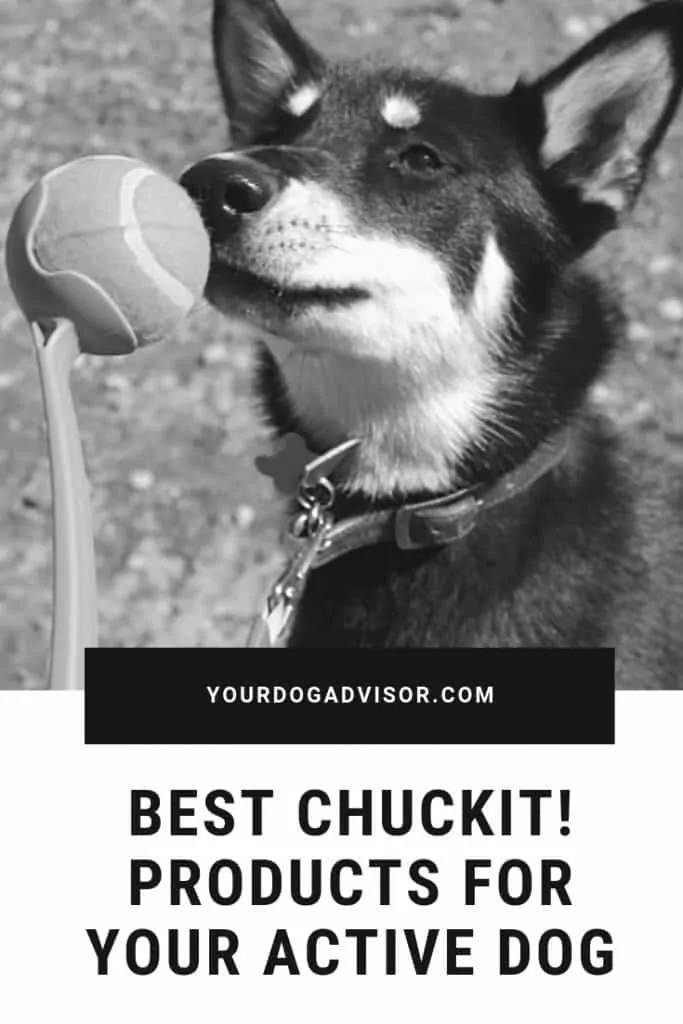 Best Chuckit! Products for Your Active Dog 9