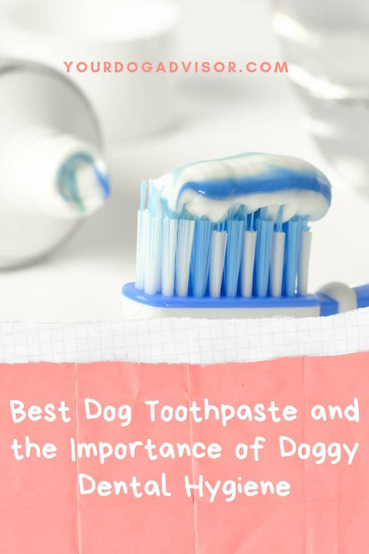 Best Dog Toothpaste and the Importance of Doggy Dental Hygiene Your