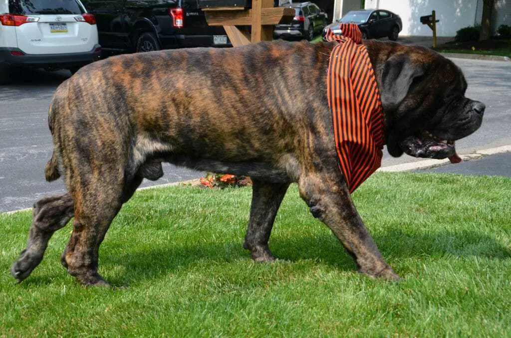 16 Things You Should Know about the English Mastiff 3