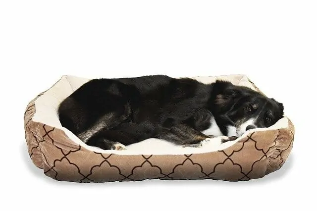 How to Make a DIY Dog Bed (That’s Not too Expensive) 4