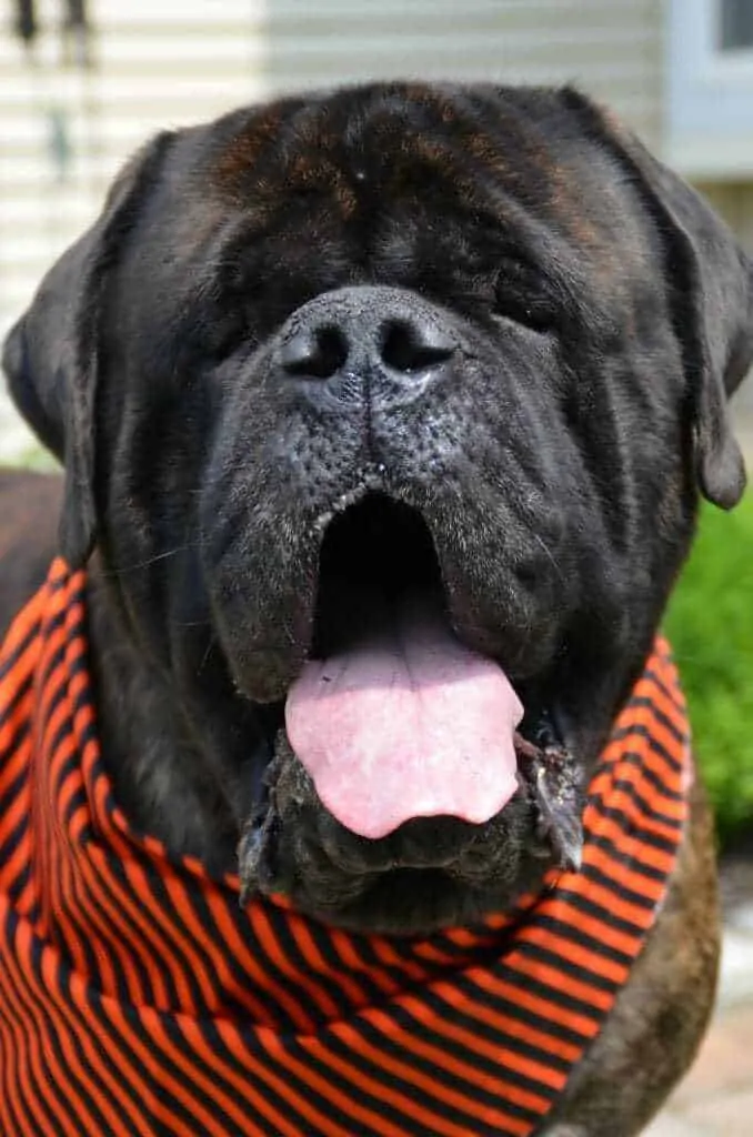 16 Things You Should Know about the English Mastiff 5