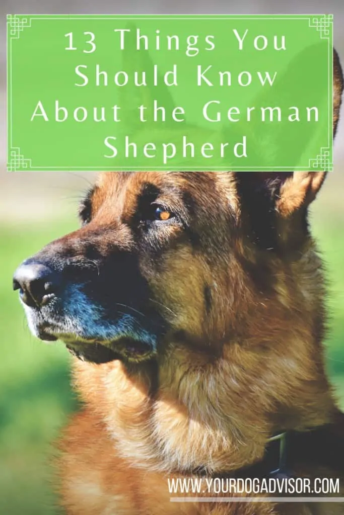 13 Things You Should Know About the German Shepherd 8