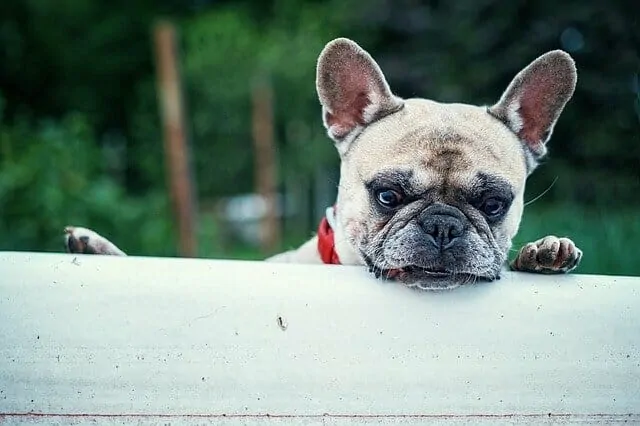 How to Make Your Dog Look Forward to Bath Time 4