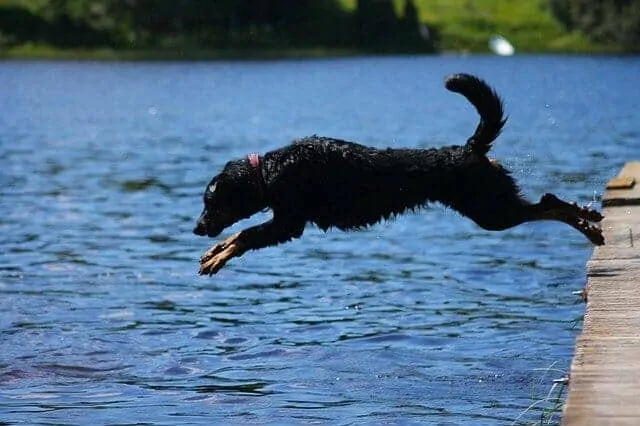 How to Make Your Dog Look Forward to Bath Time 2