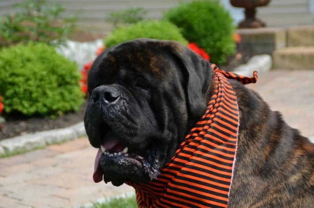 16 Things You Should Know about the English Mastiff 4