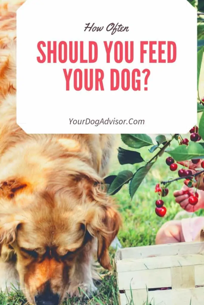 How Often Should You Feed Your Dog? 4