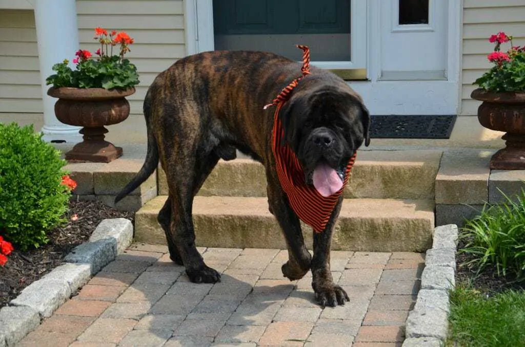 english mastiff and kids