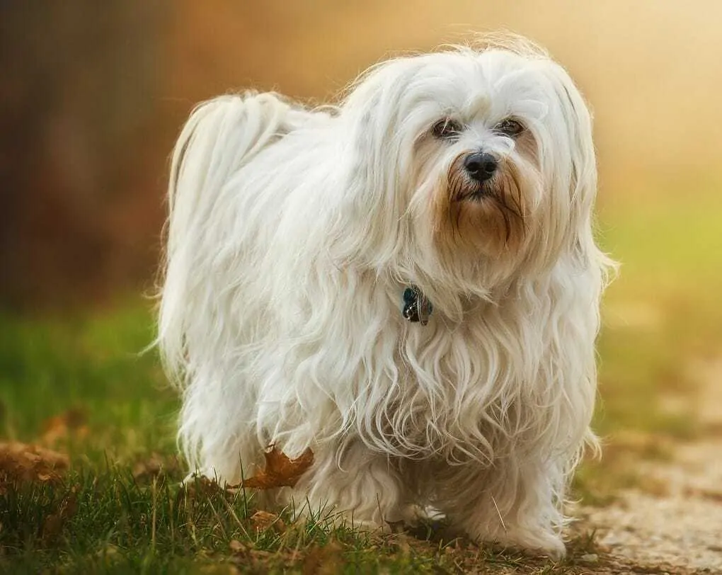 11 Things You Should Know about the Havanese 2