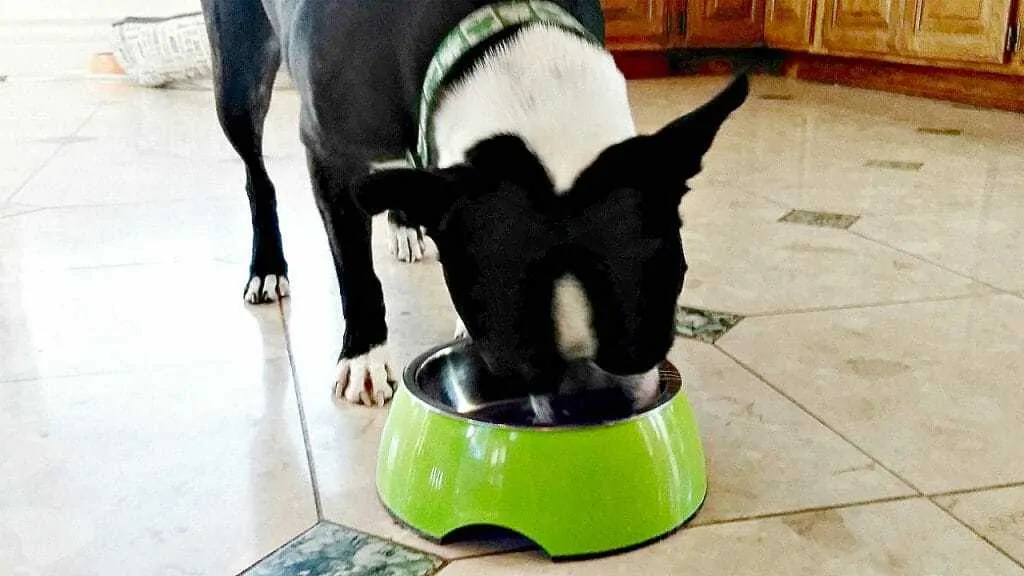 How Often Should You Feed Your Dog? 1