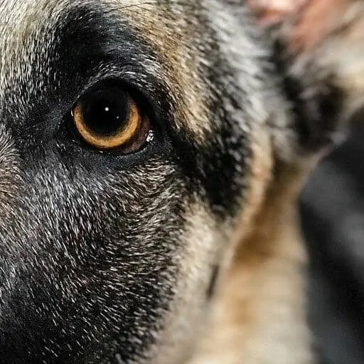 13 Things You Should Know About the German Shepherd 5