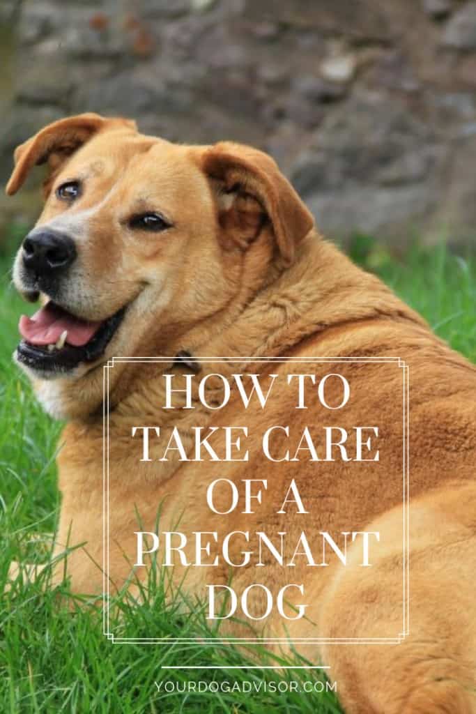 How to Take Care of a Pregnant Dog | Your Dog Advisor