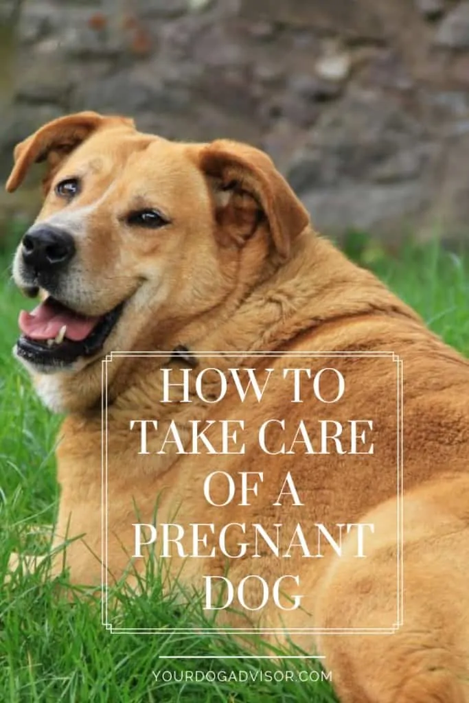 How to Take Care of a Pregnant Dog 7